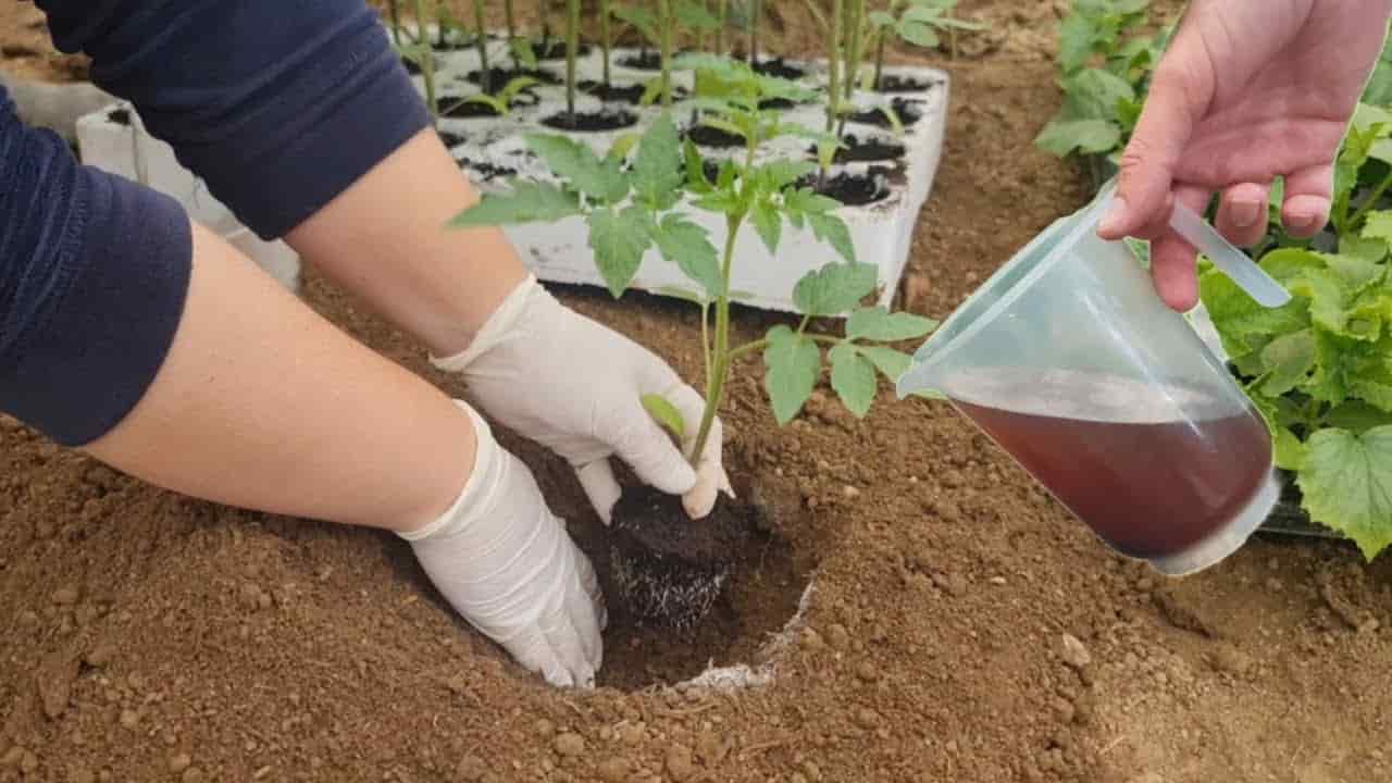 تصویر 4 از کود مرغی امکان پاور با عملکرد پایدار خاک